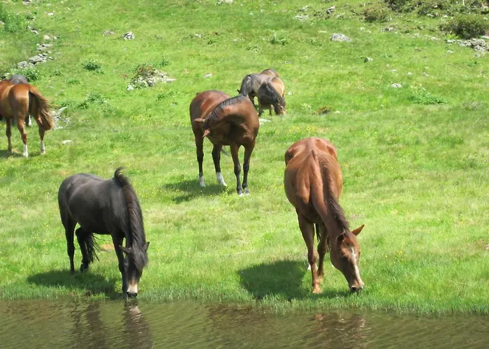 Appartement Enzian *